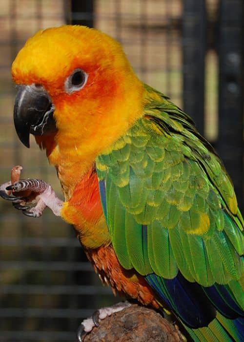 Aratinga Parrots
