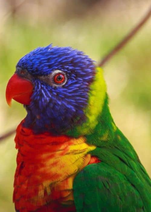 Lori Parrot 