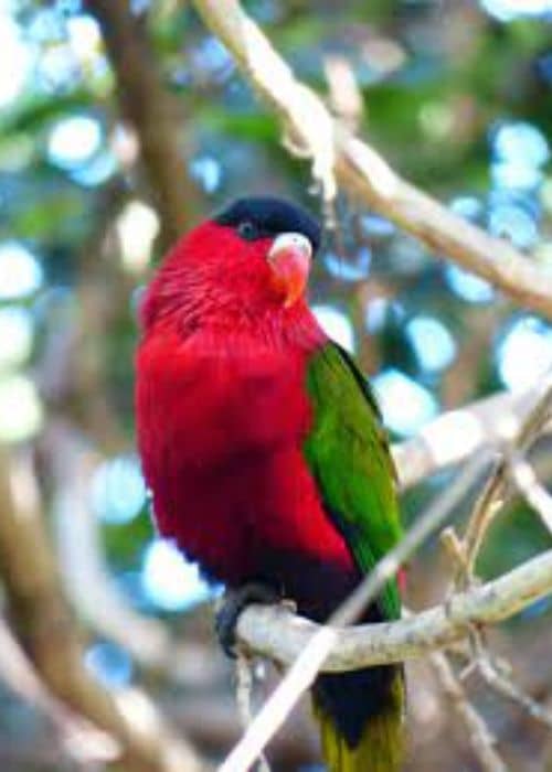 Lori Parrot 