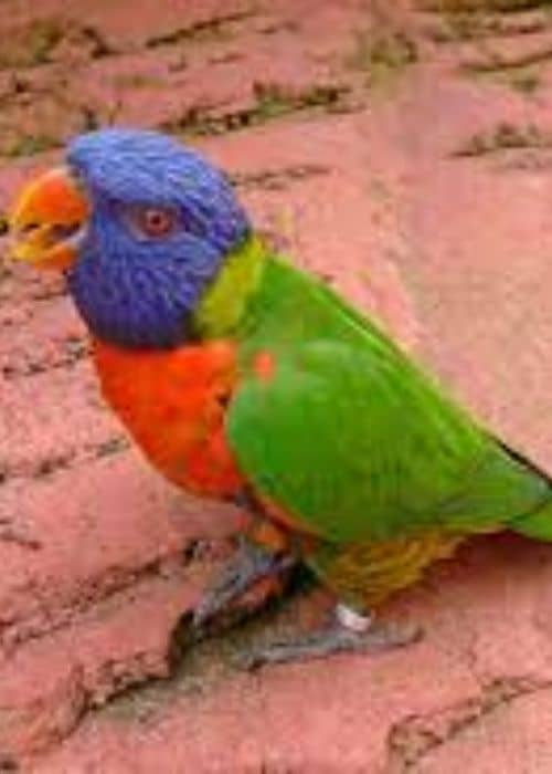 Lori Parrot 