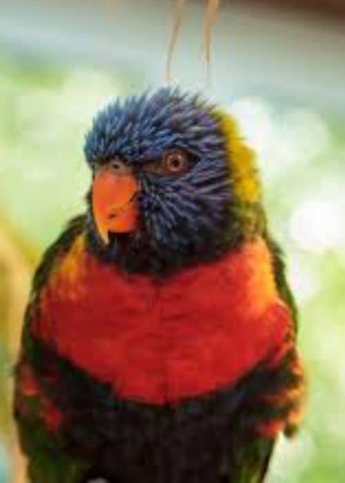 Lori Parrot 