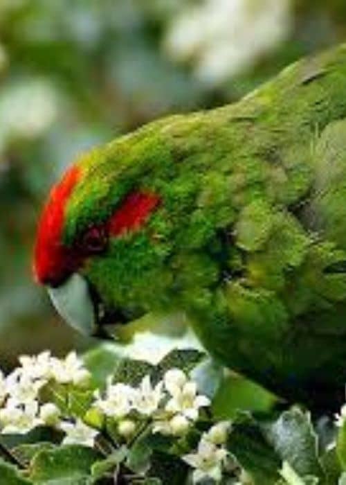Kakarik Parrot