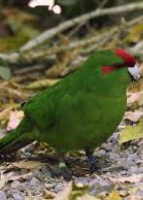 Kakarik Parrot