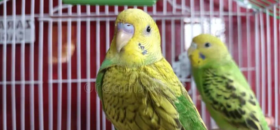 How To Set Up A Cage For A Parrot
