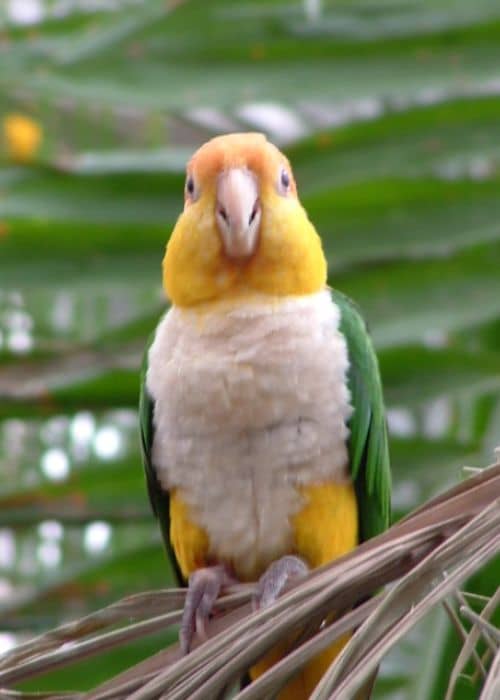 Caique Parrot