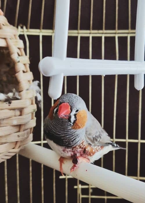 finches birds