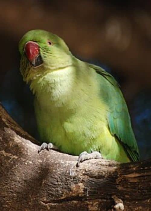 Ringed parrots