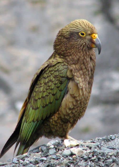 Kea Parrot