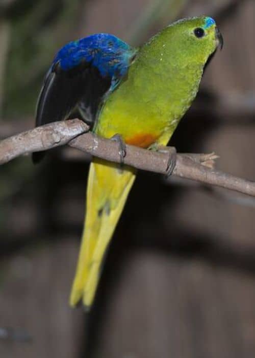Passerine Parrots