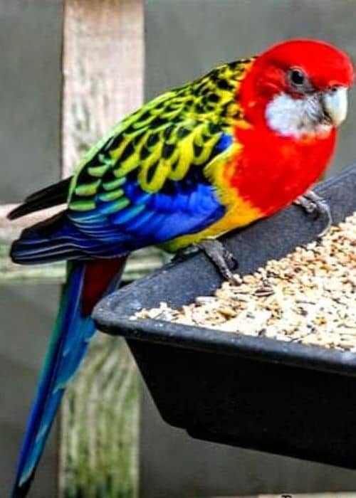 Rosella Parrot
