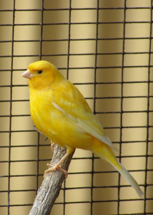 Names for canaries