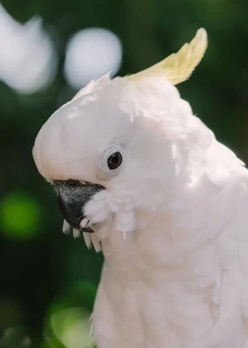 Yellow Crested Cockatoo Parrot