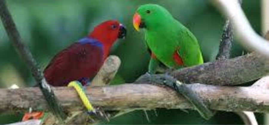 Eclectus Parrot