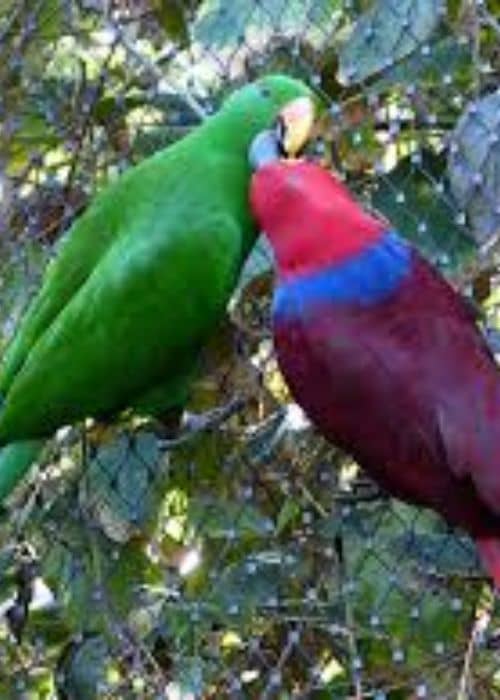 Eclectus Parrot