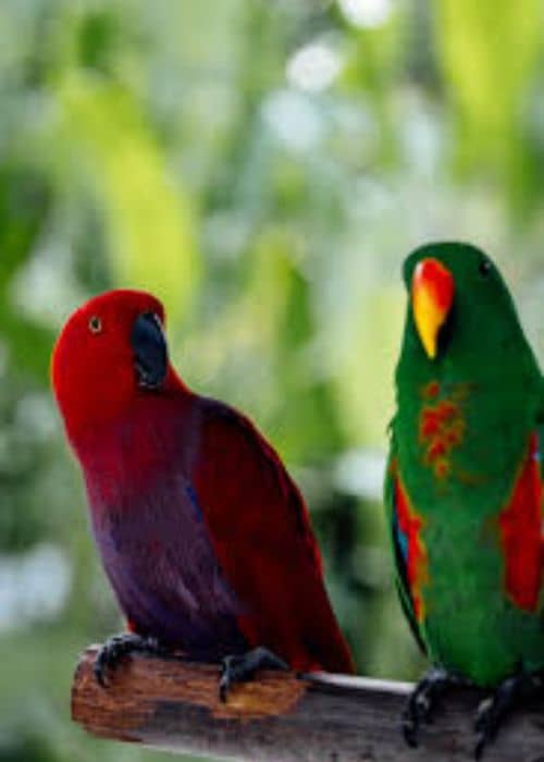 Eclectus Parrot 
