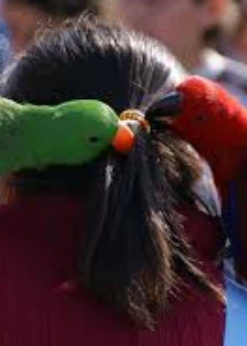 Eclectus parrot