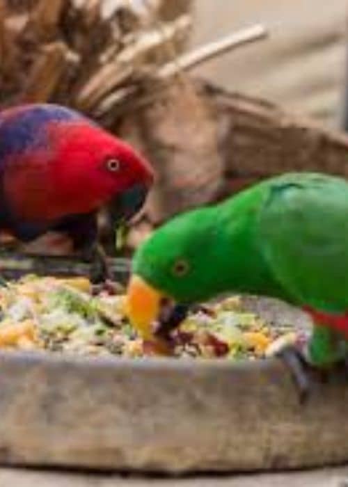 Eclectus parrot