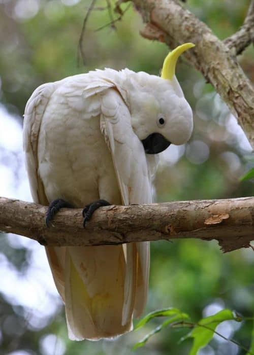 Yellow Crested Cockatoo Parrot