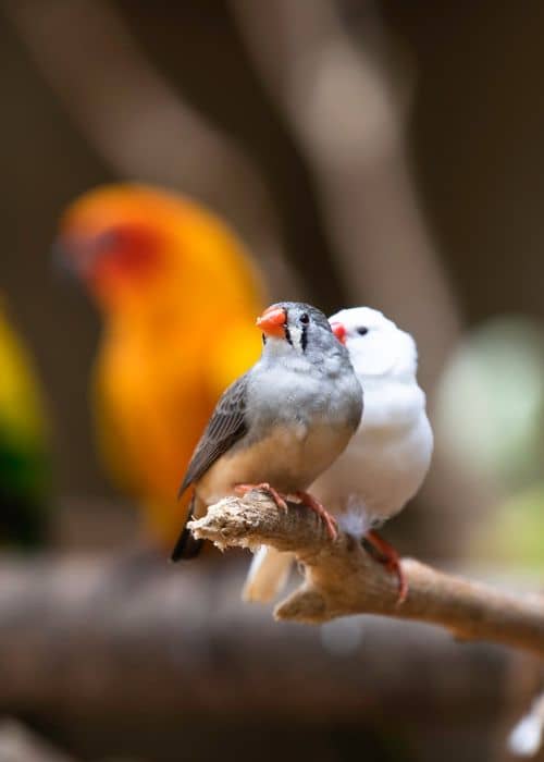 finches birds