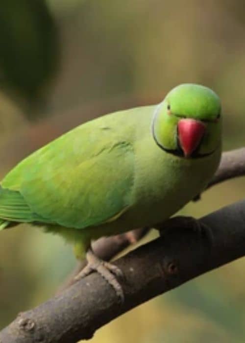 Ringed parrots