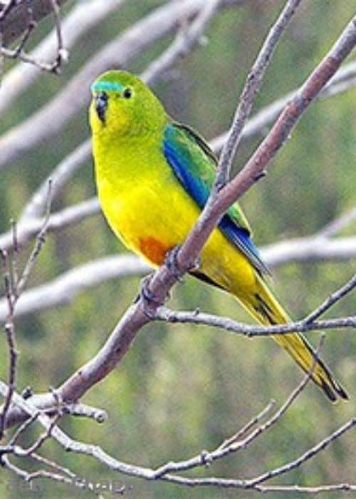 Passerine Parrots