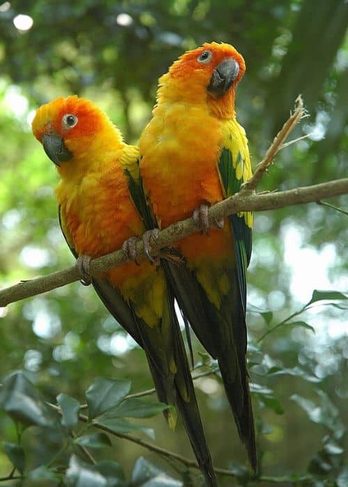 Aratinga Parrots