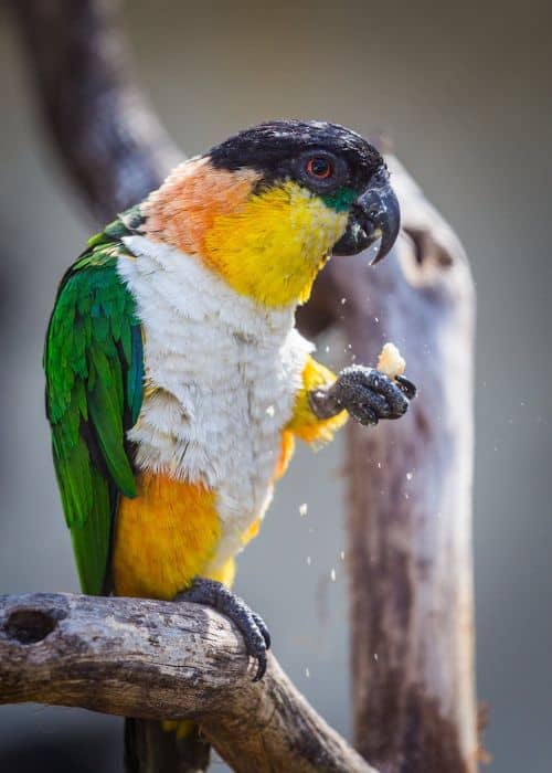Caique Parrot