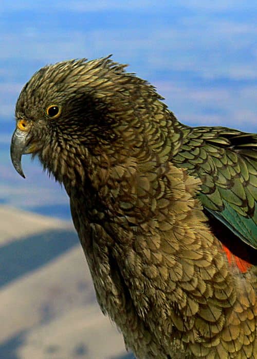 Kea Parrot