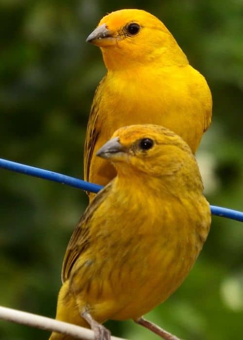 Names for canaries