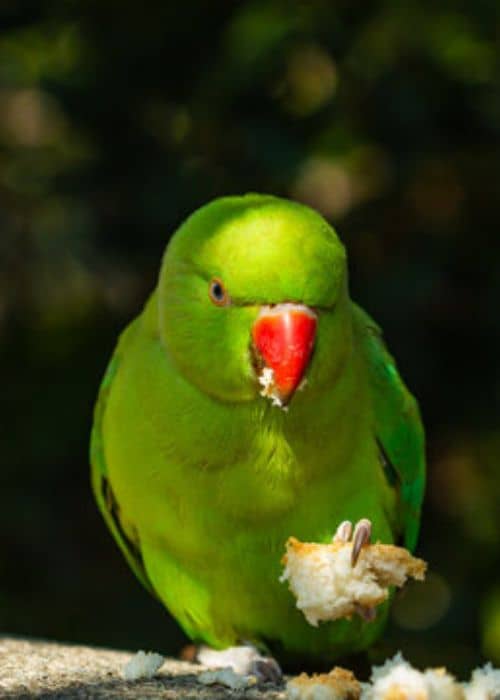 Ringed parrots