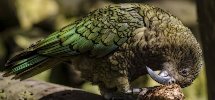 Kea parrot