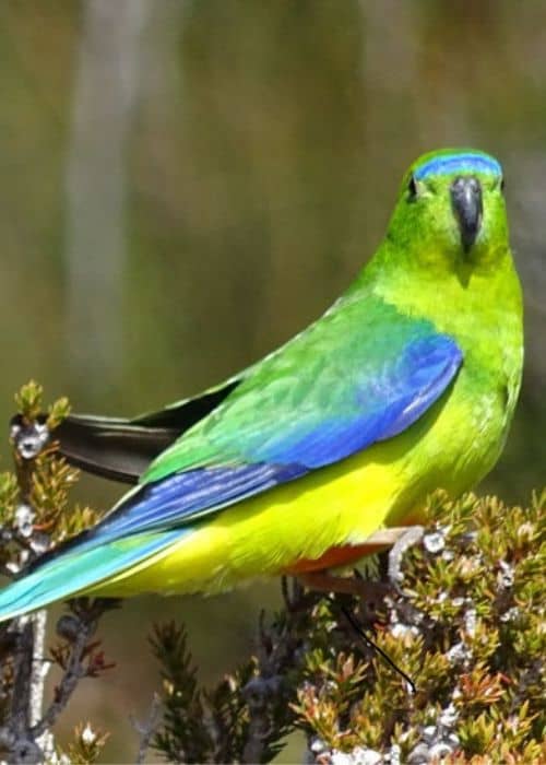 Passerine Parrots