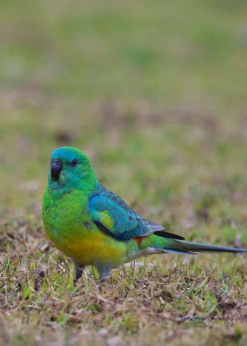 Song Parrots