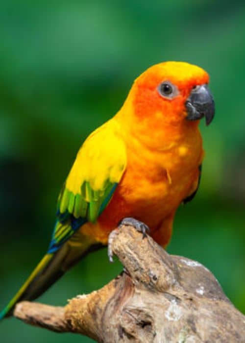 Aratinga Parrots