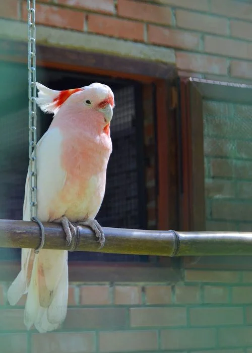 Pink Cockatoo Parrot