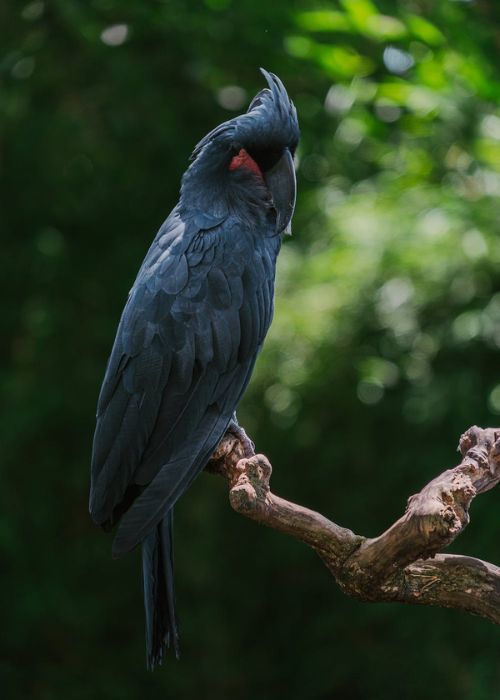 Black Cockatoo Parrot