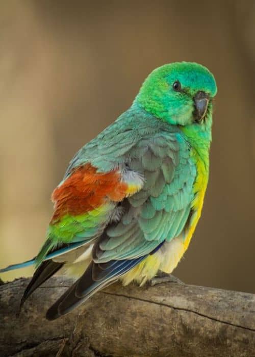 Song Parrots