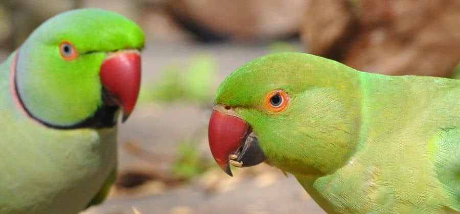 Can Ringed parrots Talk