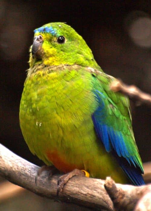 Passerine Parrots