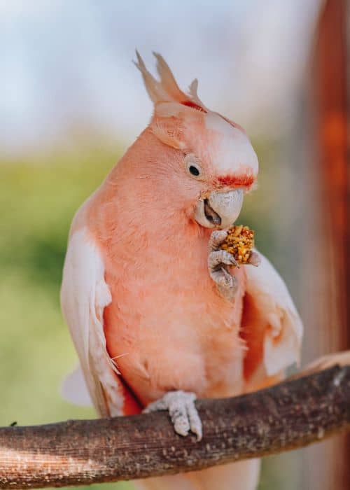Pink Cockatoo Parrot