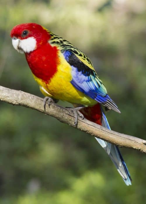 Rosella Parrot