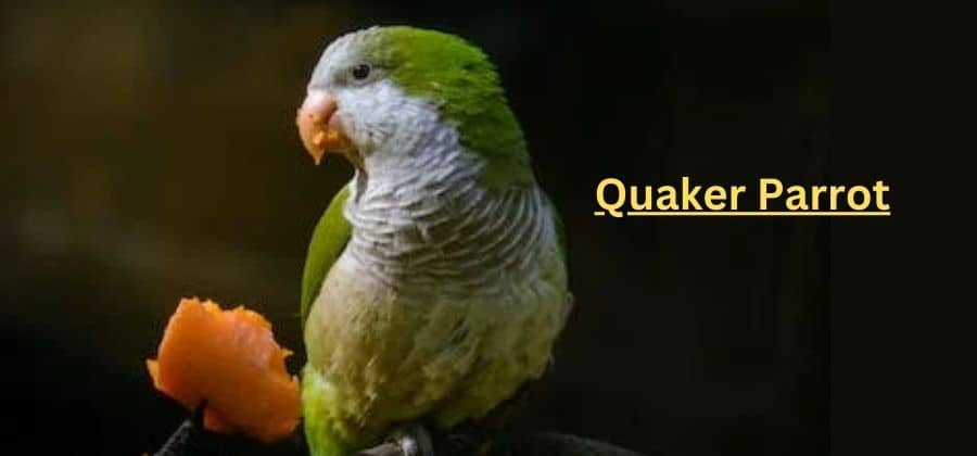 Quaker Parrot Or Monk