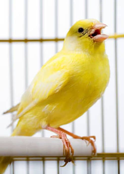 Canary Diseases
