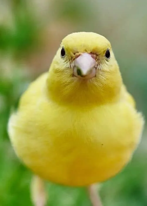 Canary birds