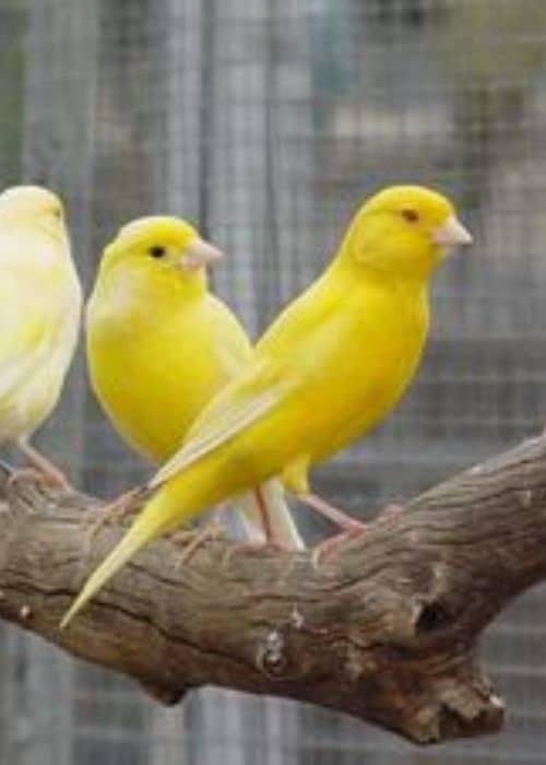 Distinguish A Canary 