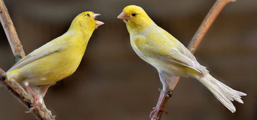 Distinguish A Canary 