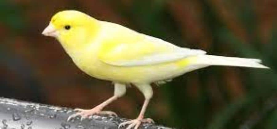 Canary Eat