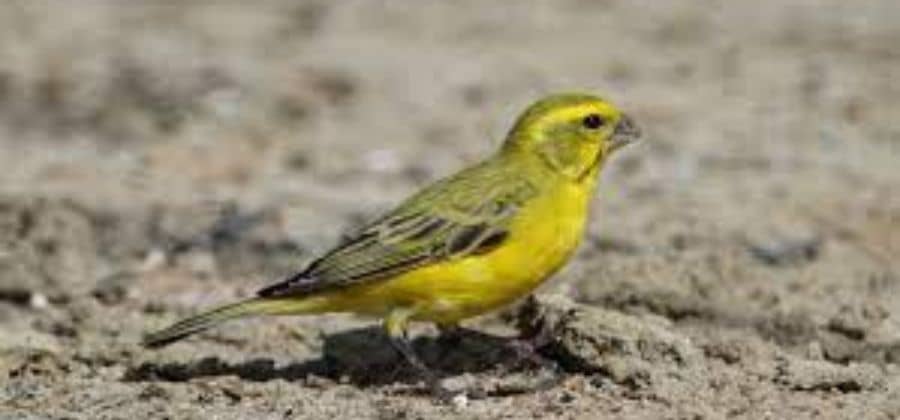 Is A Canary Birds A Parrot?