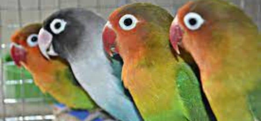 How long do lovebirds live?