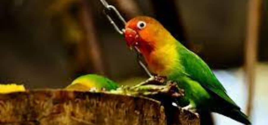Why is it called Love birds?